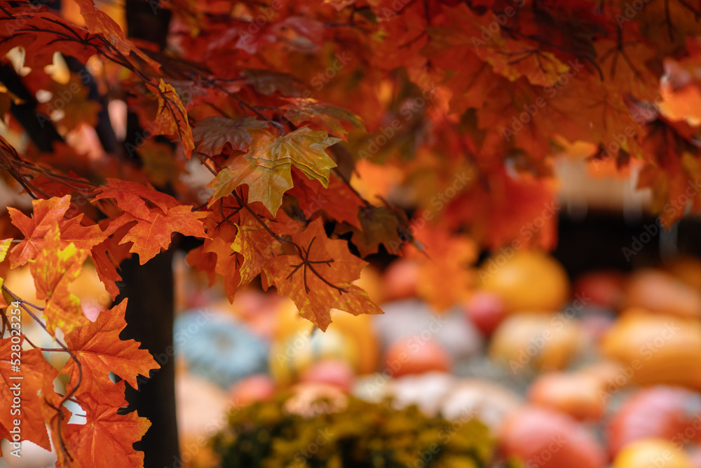 red maple leaves in autumn on a tree in the forest, autumn foliage and orange pumpkins halloween background red maple leaves in autumn on a tree in the forest, autumn foliage and orange pumpkins halloween background