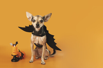 Halloween Dog,funny little puppy on orange background with halloween decoration,pet food,veterinary clinics,concept of holiday discounts,place for text