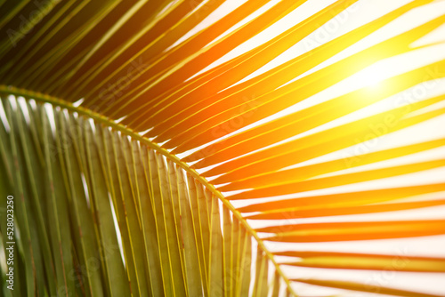 summer background  palm leaf in sunlight  travel and vacation