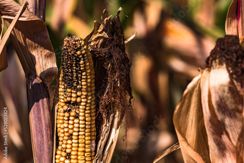 A cracked corn cob in late summer waiting to be harvested after the dry summer