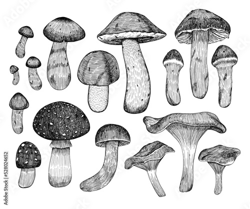 Mushrooms. A set of different mushrooms. Hand-drawn in the style of engraving