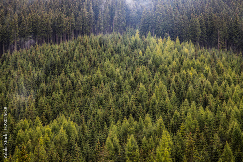 background of dense green pine forest