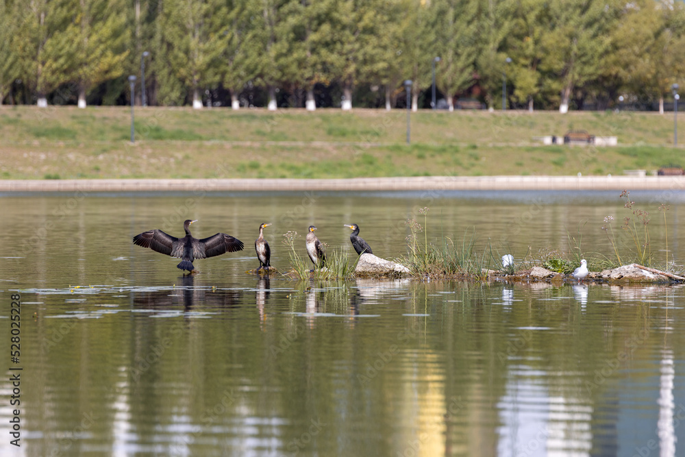 Four Great cormorants and Laridae in the shallows of the Ishim (or Esil) river. One of cormorants spreads his wings to dry them. Four Great cormorants and Laridae in the shallows of the Ishim (or Esil) river. One of cormorants spreads his wings to dry them.