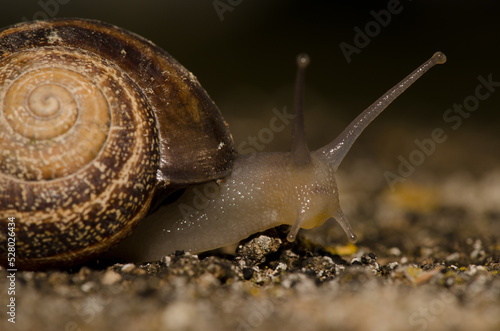 Milk snail Otala lactea. San Lorenzo. Las Palmas de Gran Canaria. Gran Canaria. Canary Islands. Spain.