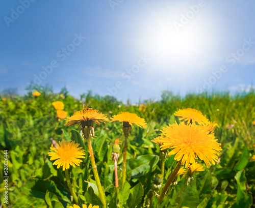closeup heap of yellow dandelion flowers in grass under sparkle sun