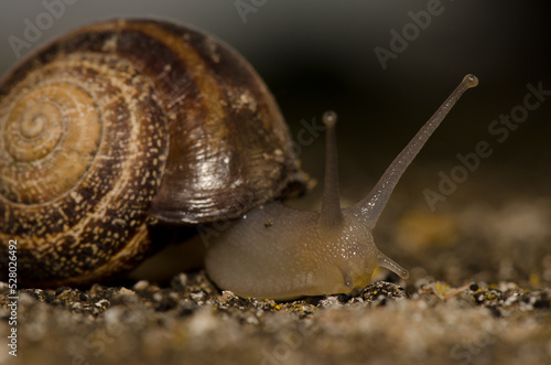 Milk snail Otala lactea. San Lorenzo. Las Palmas de Gran Canaria. Gran Canaria. Canary Islands. Spain.