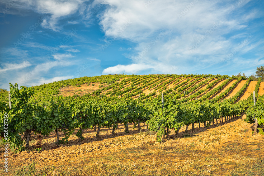 Panoramic shot of a summer vineyard at sunset in the Bierzo region in Spain