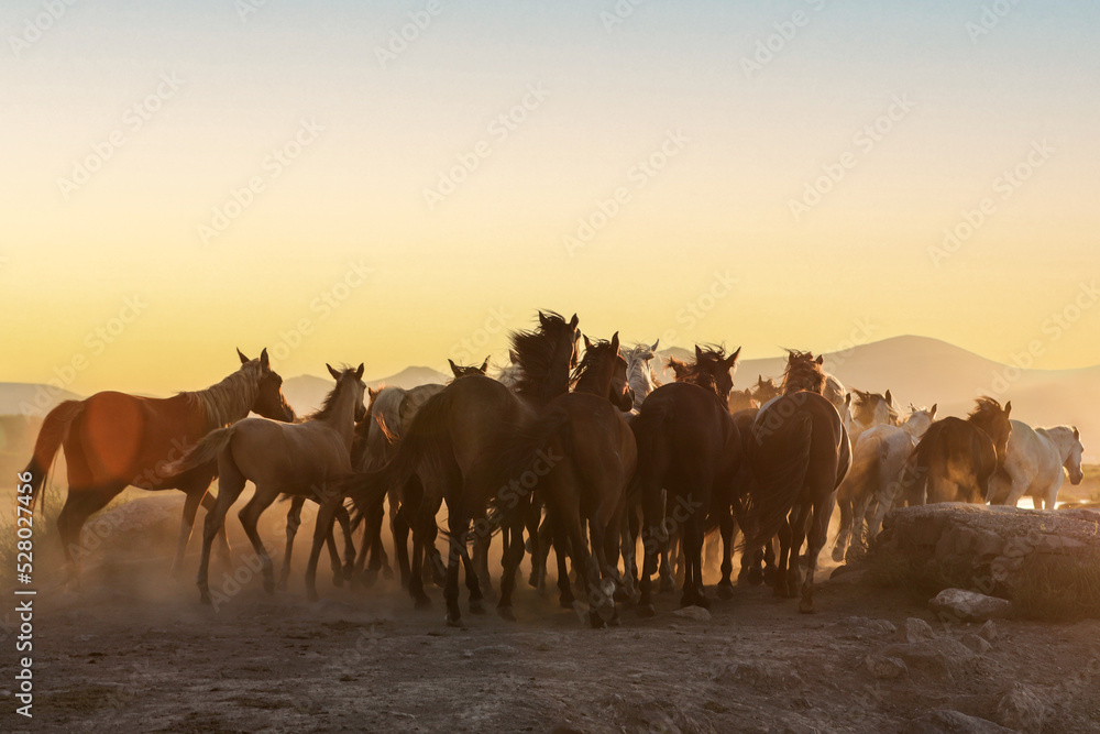 horses running at sunset