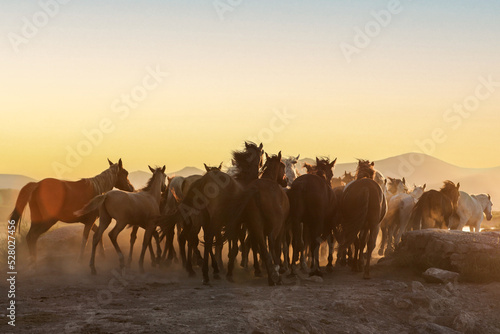 horses running at sunset