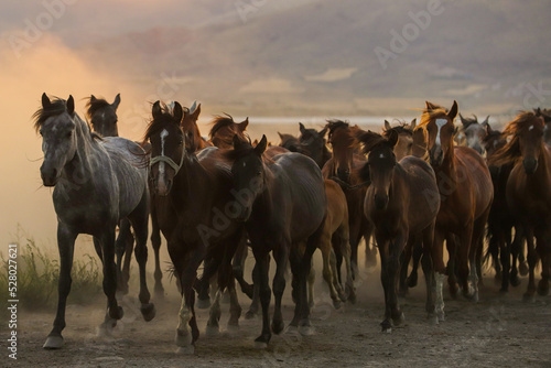 Fototapeta Naklejka Na Ścianę i Meble -  herd of horses on the pasture