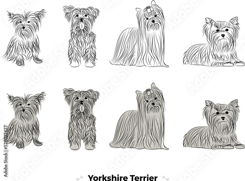 Yorkshire terrier breed, dog pedigree drawing. Cute dog characters in various poses, designs for prints adorable and cute Yorkshire terrier cartoon vector set, in different poses. Small dog