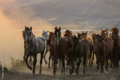 herd of horses on the field © Demiryurek