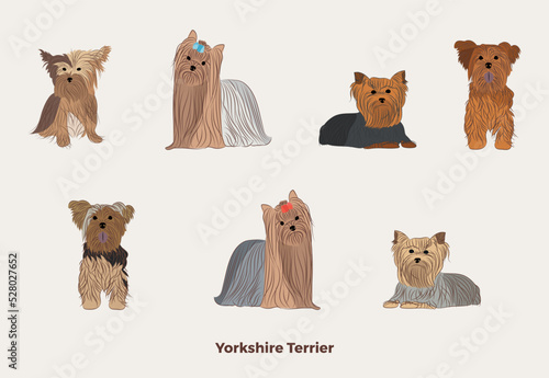 Yorkshire terrier colors breed, dog drawing. Cute dog characters in various poses, designs for prints, adorable and cute Yorkie cartoon vector set, in different poses. Flat cartoon style All terrier photo