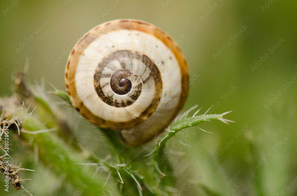 White garden snail Theba pisana. San Lorenzo. Las Palmas de Gran Canaria. Gran Canaria. Canary Islands. Spain. White garden snail Theba pisana. San Lorenzo. Las Palmas de Gran Canaria. Gran Canaria. Canary Islands. Spain.