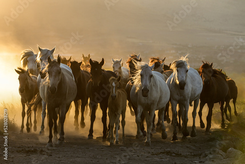 herd of horses in field © Demiryurek