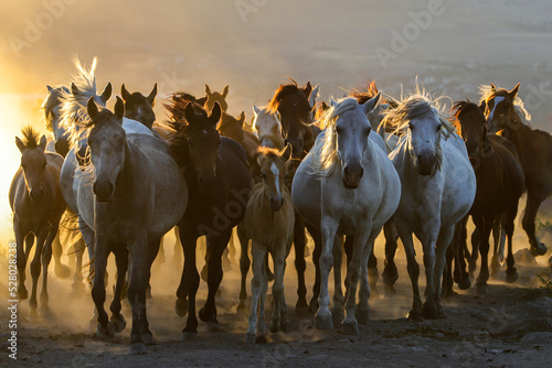 Fototapeta Naklejka Na Ścianę i Meble -  herd of horses in the field