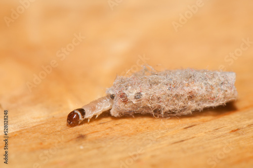 Larva of the moth Tinea dubiella in its portable case. Las Palmas de Gran Canaria. Gran Canaria. Canary Islands. Spain.