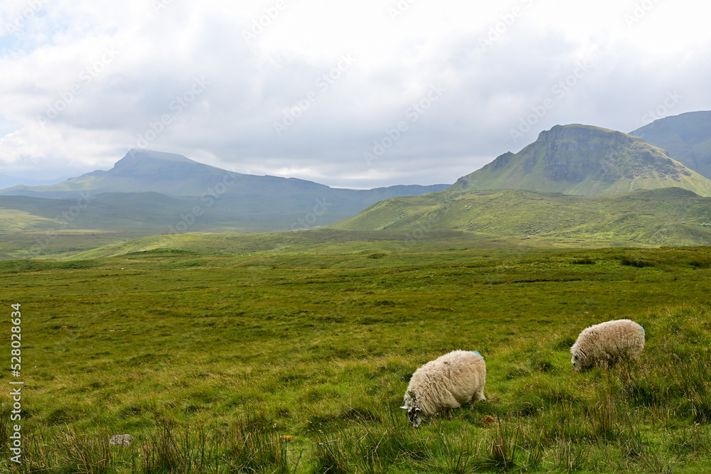 Zwei Schafe grasend in der Landschaft in der Gebirgsregion Quiraing auf der Isle of Skye, Schottland