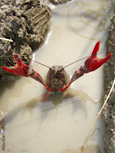 A crayfish threatening to the camera