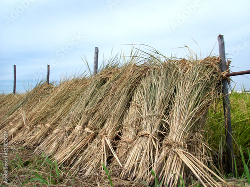 Sheaf of rice being dried