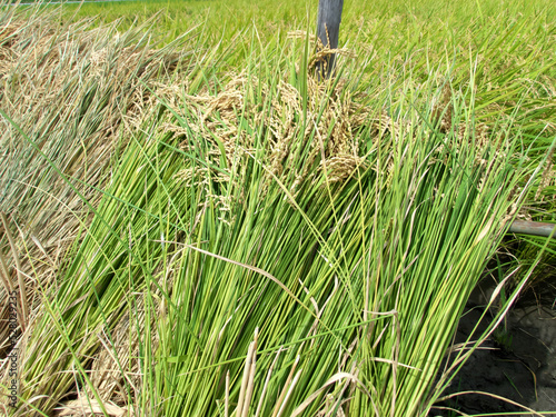 Sheaf of rice being dried