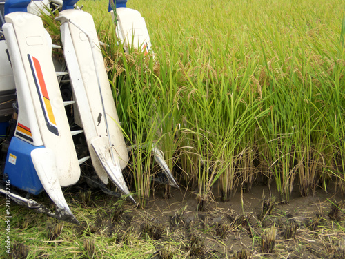 Rice being harvested with a combine harvester