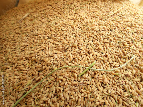 a heaping pile of rice