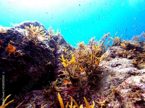 Seaweed growing on rocks and the blue sea