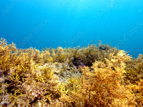 Undersea seaweed and beautiful sea