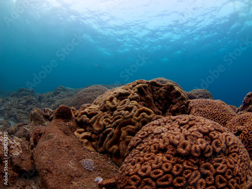 Undersea coral and beautiful sea