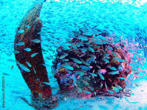 Undersea objects and a school of fish