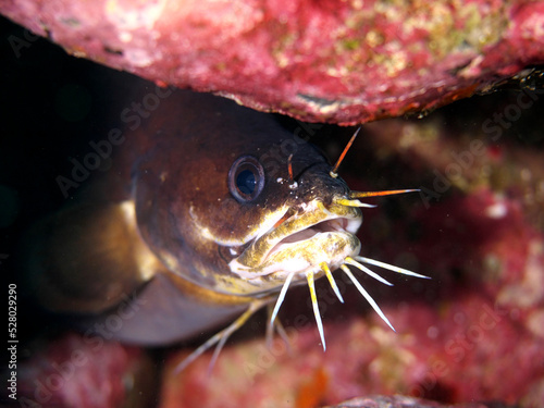 A ferretfish hiding in a crevice between rocks
