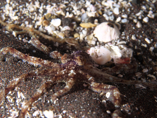 A small octopus that mimics the sand