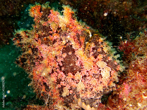 Giant frog anglerfish mimicking its environment