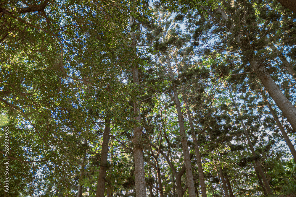 Obraz premium trees