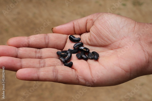 Close up of a woman's palm with several dry Yardlong bean seeds