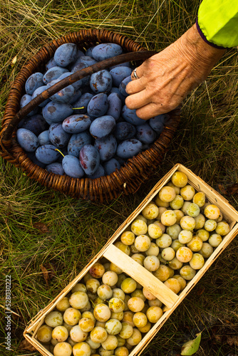Zwei Körbe mit Steinfrüchten bei der Ernte mit Hand photo