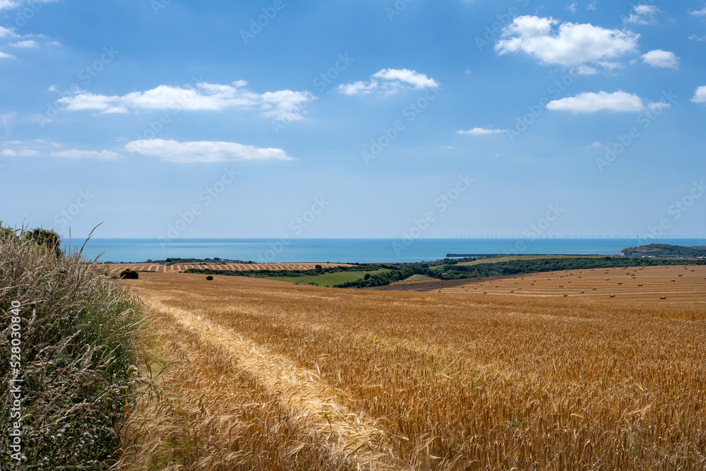 View of cereal fields over the English Channel near Seaford in summer. View of cereal fields over the English Channel near Seaford in summer.