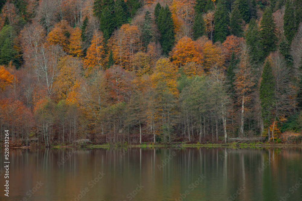 Autumn Colors in the Borcka Karagol Lake, Borcka Artvin, Turkey