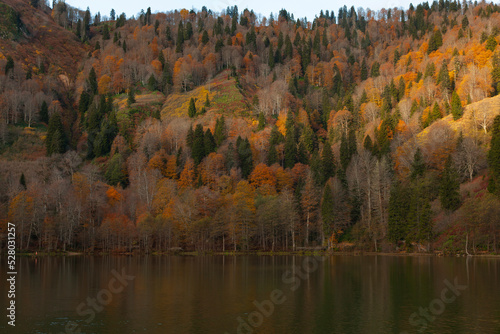 Fototapeta Naklejka Na Ścianę i Meble -  Autumn Colors in the Borcka Karagol Lake, Borcka Artvin, Turkey
