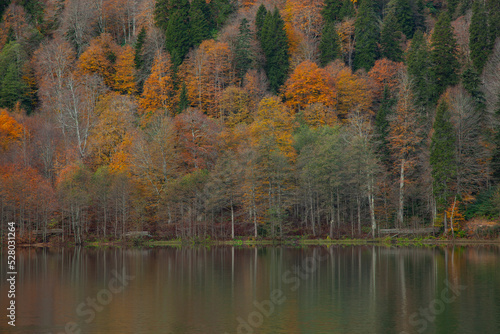 Fototapeta Naklejka Na Ścianę i Meble -  Autumn Colors in the Borcka Karagol Lake, Borcka Artvin, Turkey