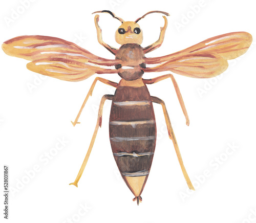 Hornet insect gouache illustration Hand painted png clipart with transparent background