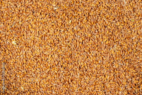 Background of hard red winter wheat grain