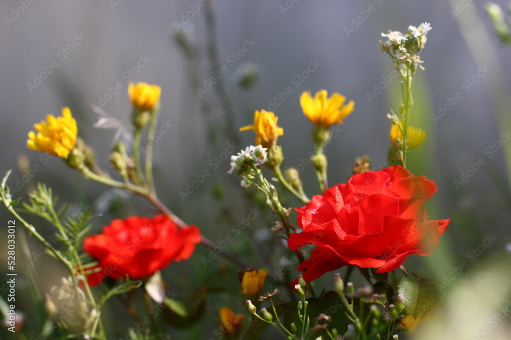 scarlet roses with wildflowers in a misty haze scarlet roses with wildflowers in a misty haze