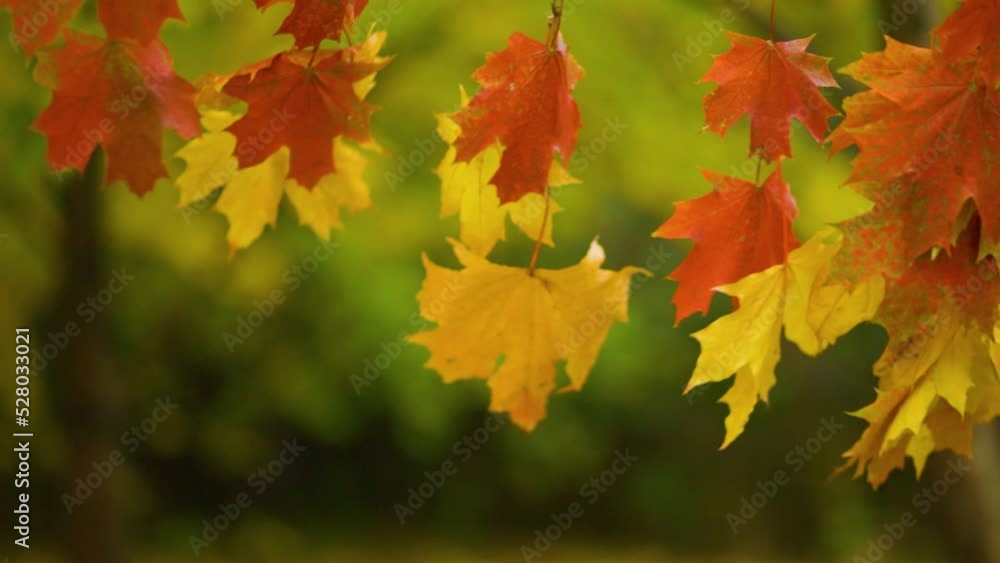 Colorful maple leaves swaying in the wind. Red-yellow autumn leaves on bokeh background. Colorful autumn concept Colorful maple leaves swaying in the wind. Red-yellow autumn leaves on bokeh background. Colorful autumn concept