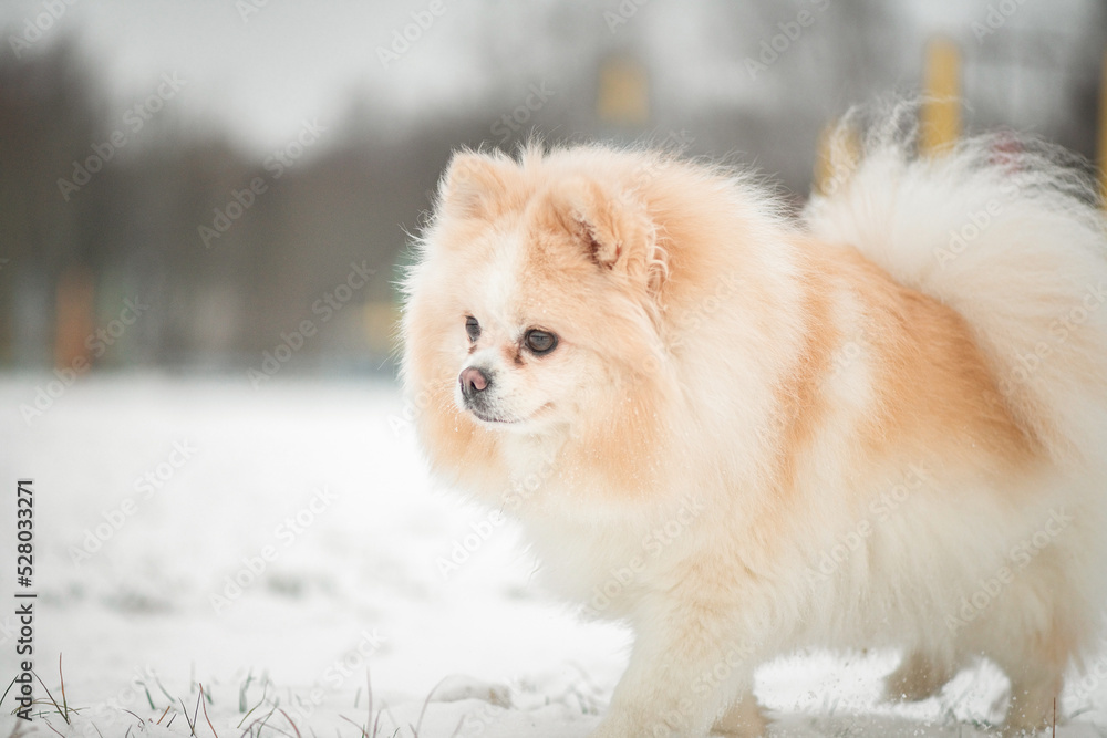 A beautiful thoroughbred spitz plays in the winter on the snow in cloudy weather.