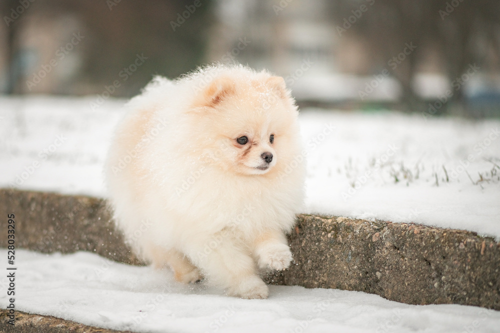 A beautiful thoroughbred spitz plays in the winter on the snow in cloudy weather. A beautiful thoroughbred spitz plays in the winter on the snow in cloudy weather.