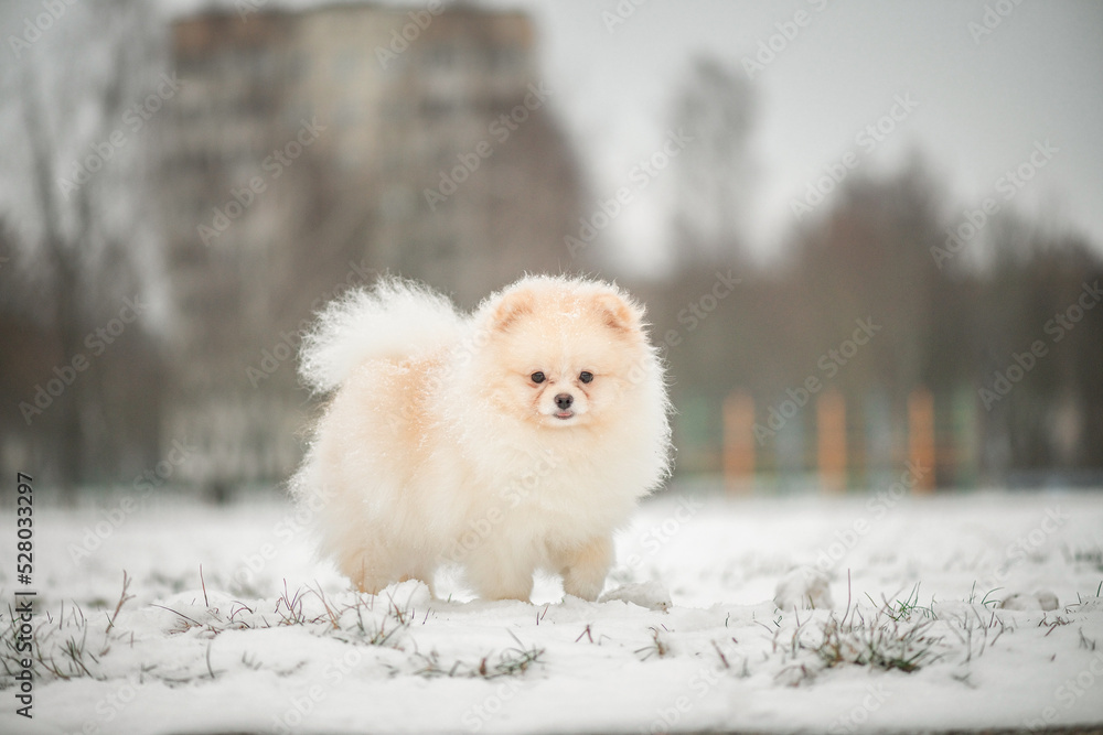 A beautiful thoroughbred spitz plays in the winter on the snow in cloudy weather. A beautiful thoroughbred spitz plays in the winter on the snow in cloudy weather.