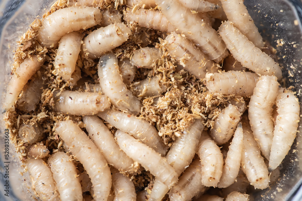 Macro maggots in a container, fish bait fishing. Stock Photo