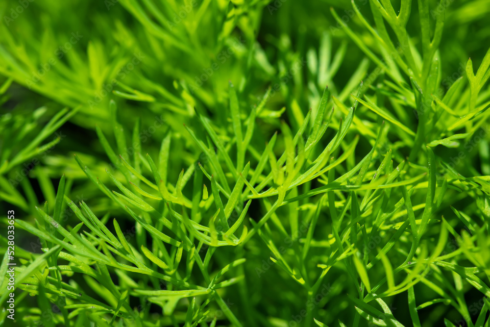Fresh green dill background. fresh green dill texture. Fresh green dill background. fresh green dill texture.
